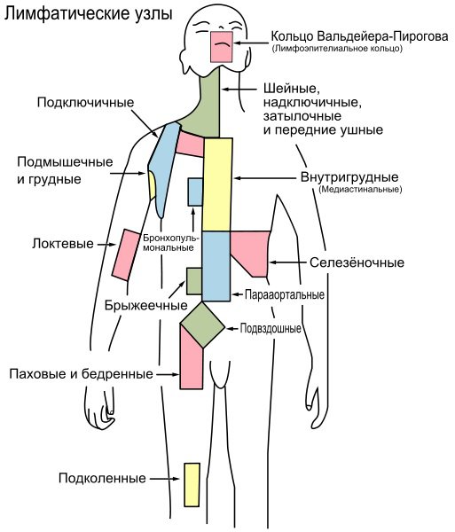 Лимфоузлы Расположение Схема У Взрослых Фото