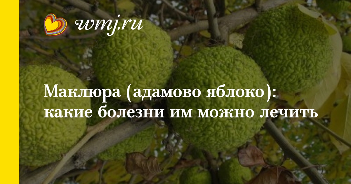 маклюра или адамово яблоко как настаивать и применение трикотажным плетением высоким