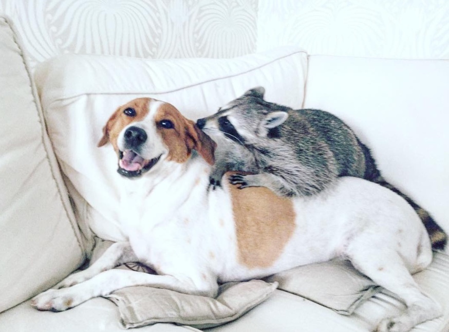 собаки в обнимку. фотосессия с двумя собаками. к чему снится собака. большая пиренейская горная собака. к чему снится две собаки.