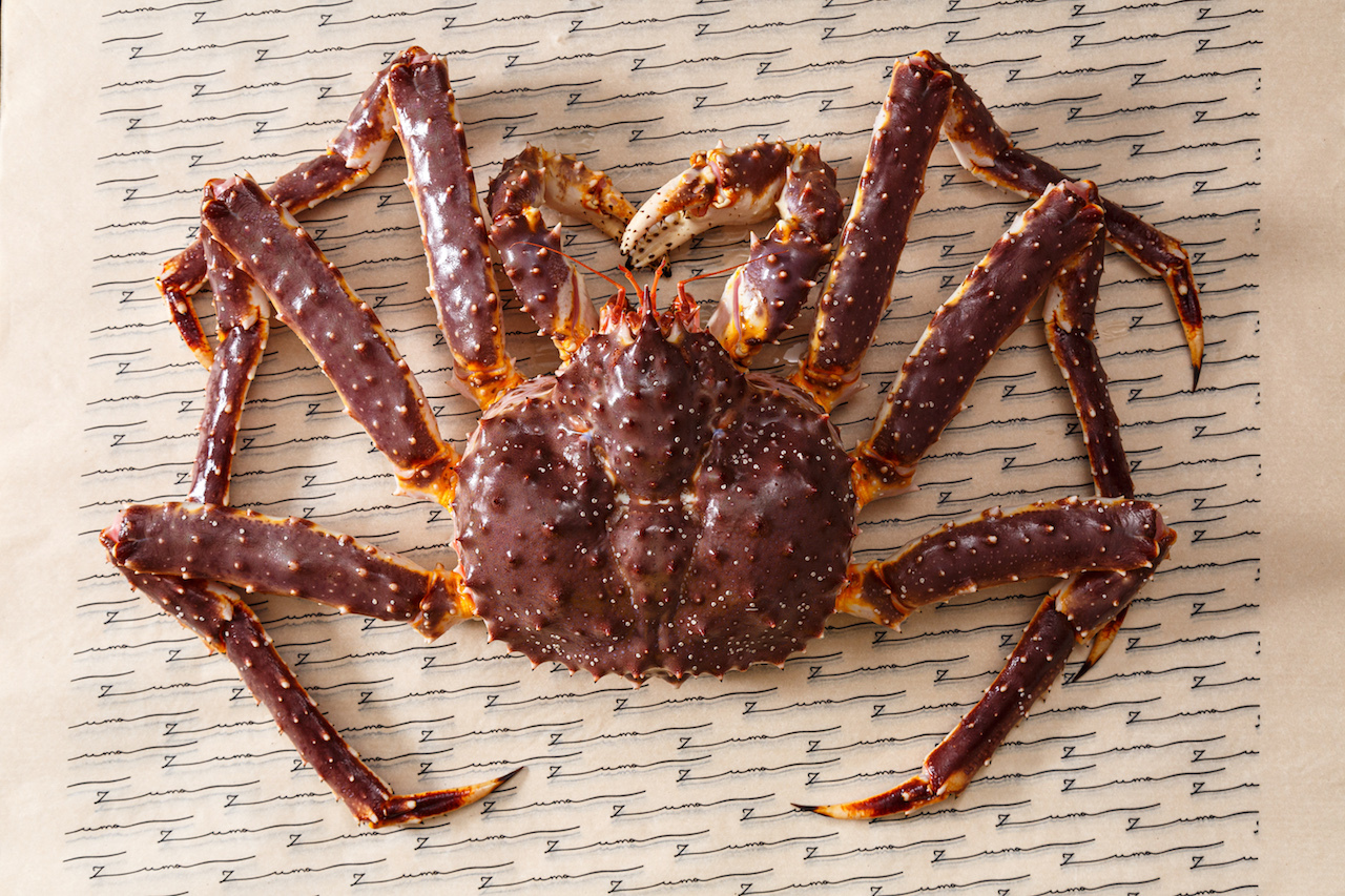 Камчатский краб гигант. Заказать живого камчатского краба. Камчатский краб 4 кг. Камчатский краб живой большой. Камчатский краб живой.