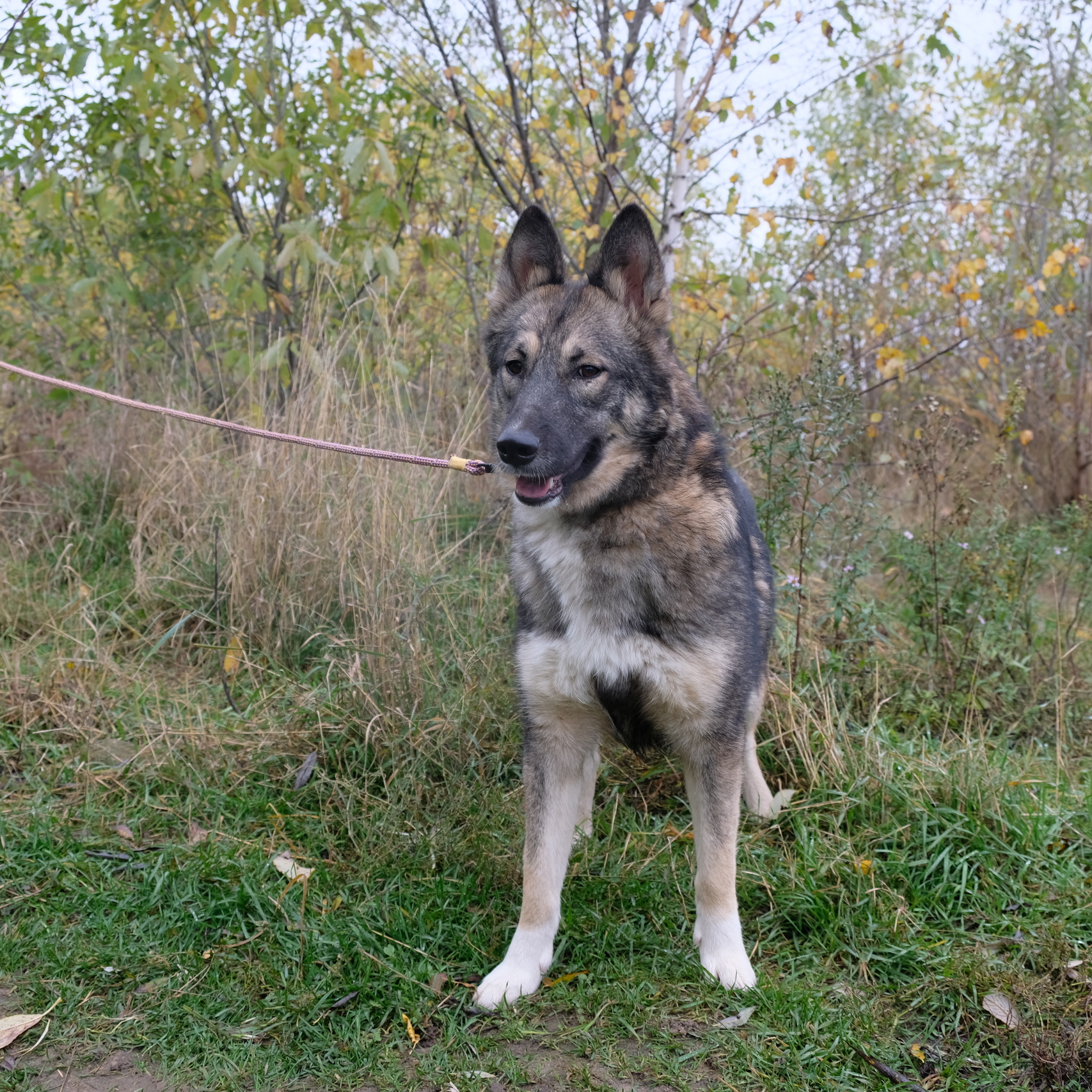 В Москве ищут хозяев пожилым и «неидеальным» кошкам и собакам