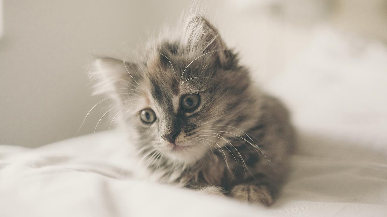 Бедный котенок