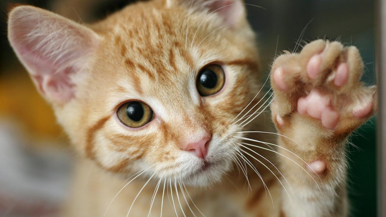 Котенок в стиральной машине