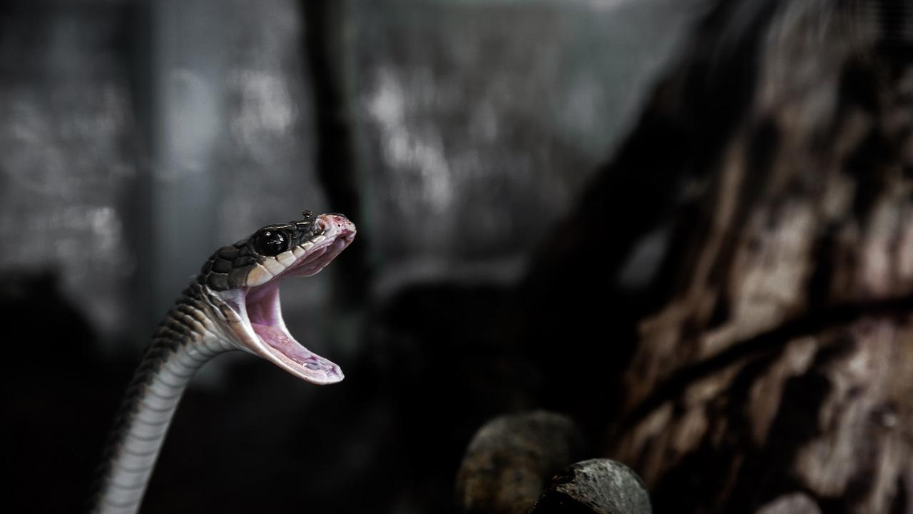 Краснобрюхий полоз Дагестан. Агрессивная змея. Змея с открытым ртом. Звук шипения змеи