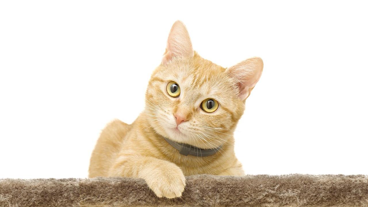 Ginger Cat PNG