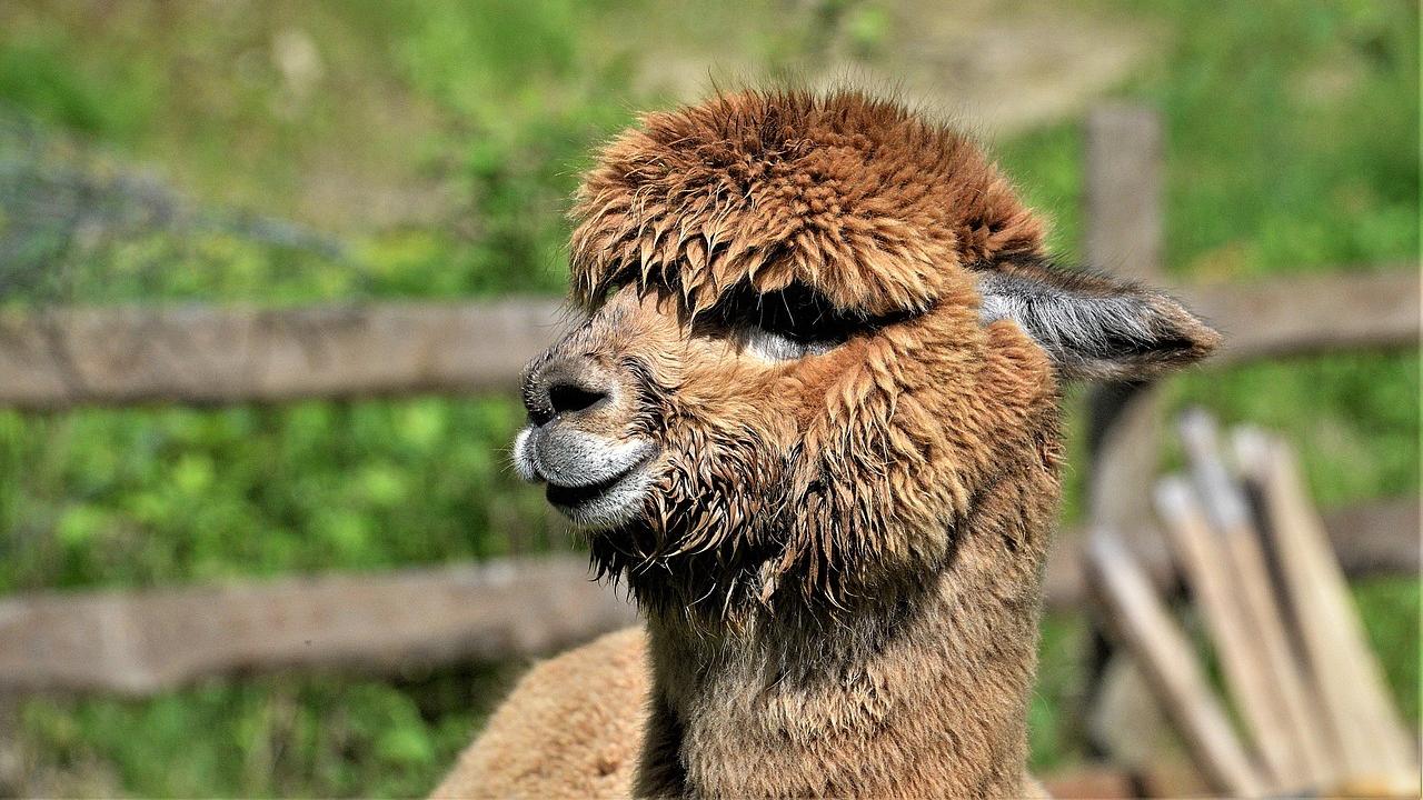 Альпака в машине