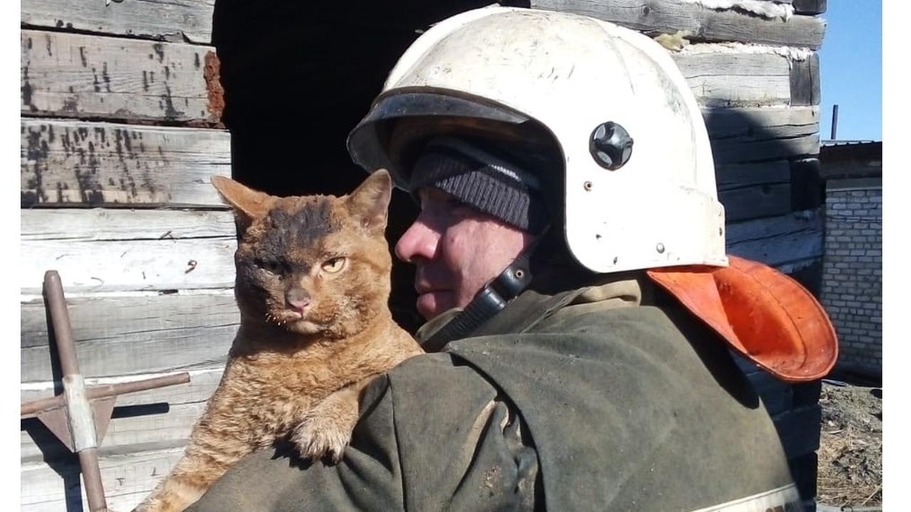 Пожарный спасает кота