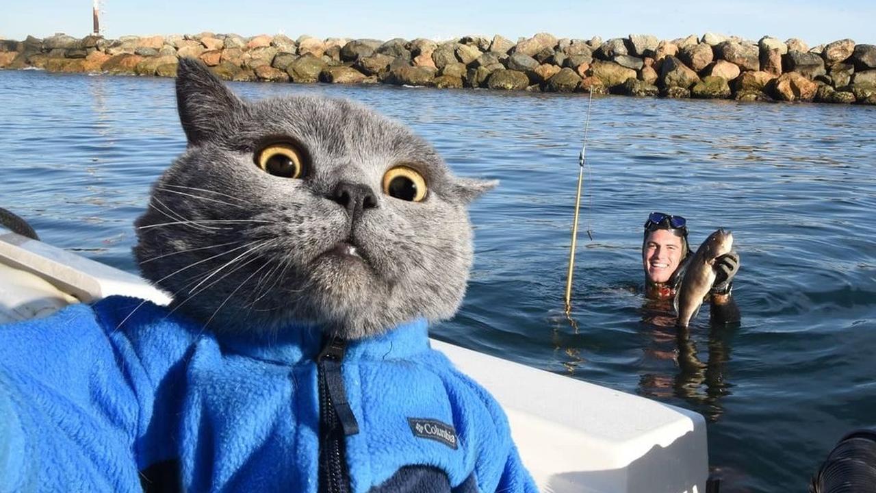 Картинка кот делает селфи