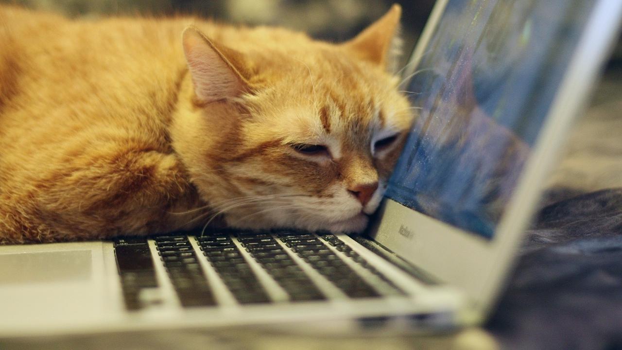 отучить кота ходить по столу