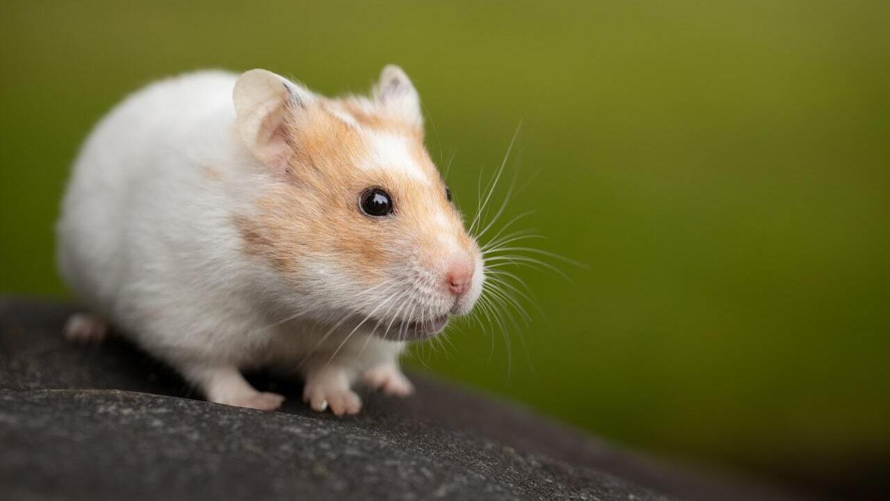 Hamster photo