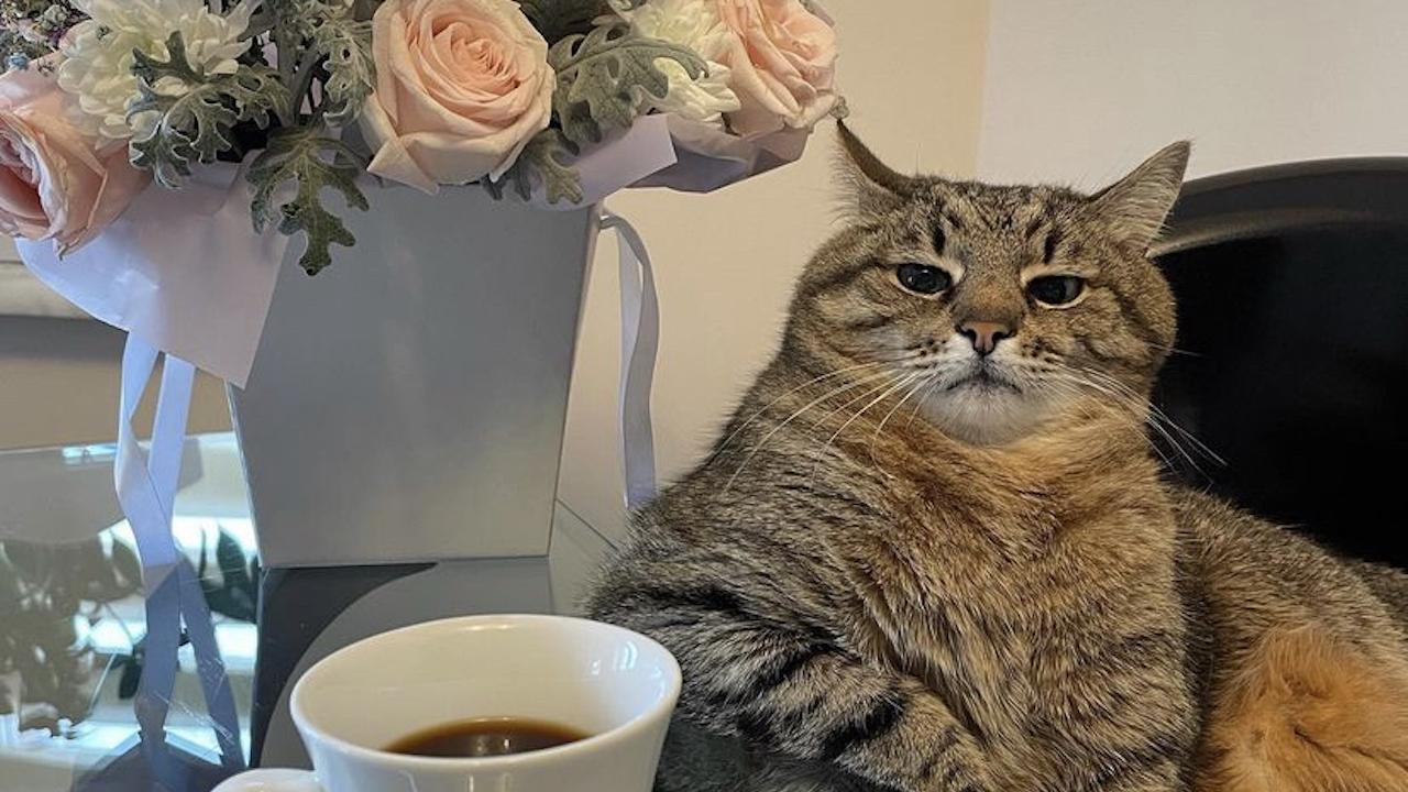 кот степан харьков. знаменитый украинский кот степан. кот из харькова. котик степан харьковский. кот степан харьков.