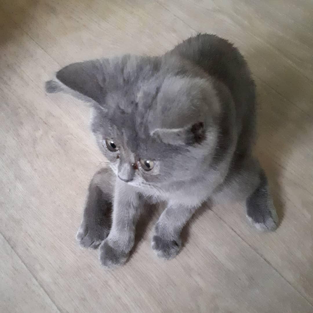 Кот Федя Из Ростова Фото